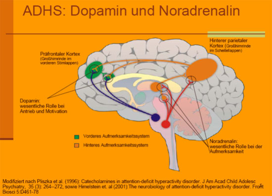 ADHS: Dopamin Noradrenalin