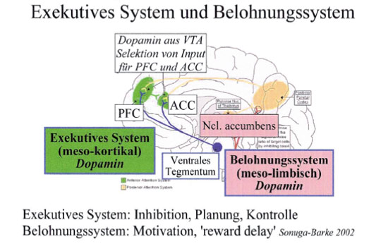 Exekutives System und Belohnungssystem Exekutives System