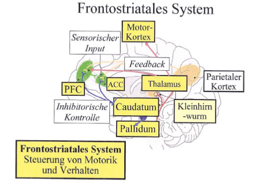 Frontostriatales System Frontostriatales System