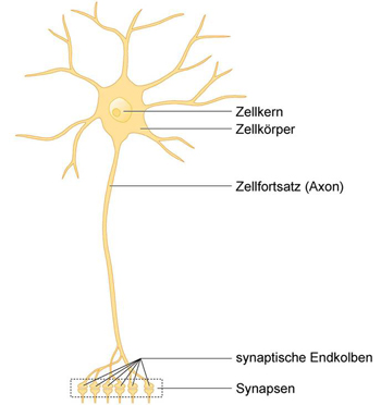 Neuron als funktionelle Grundeinheit des ZNS